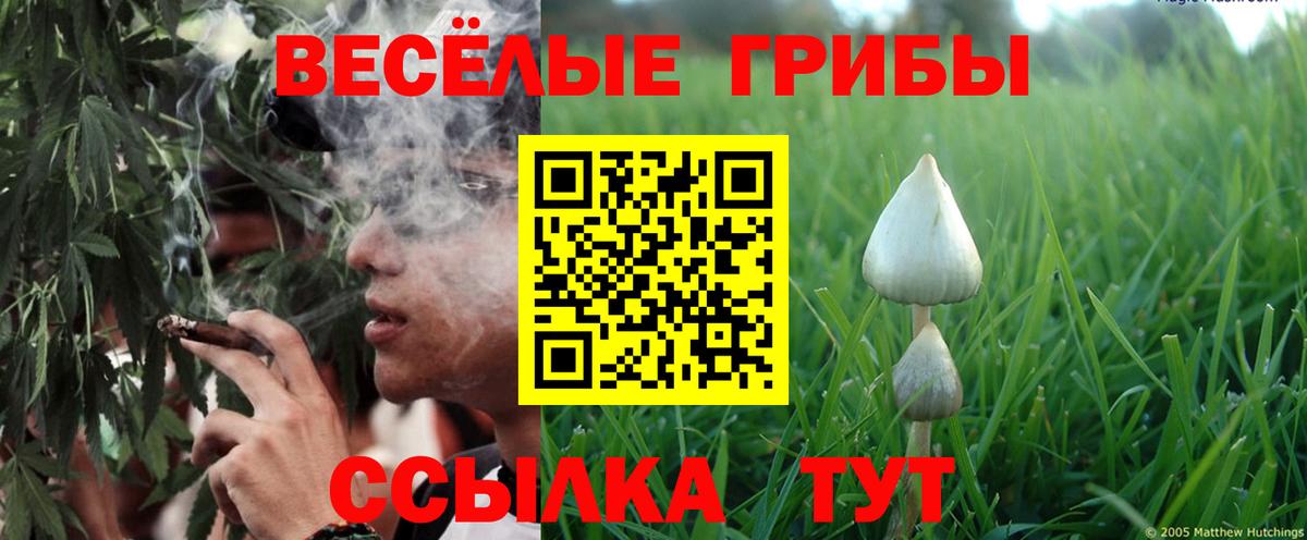 Псилоцибиновые грибы Psilocybe Южноуральск